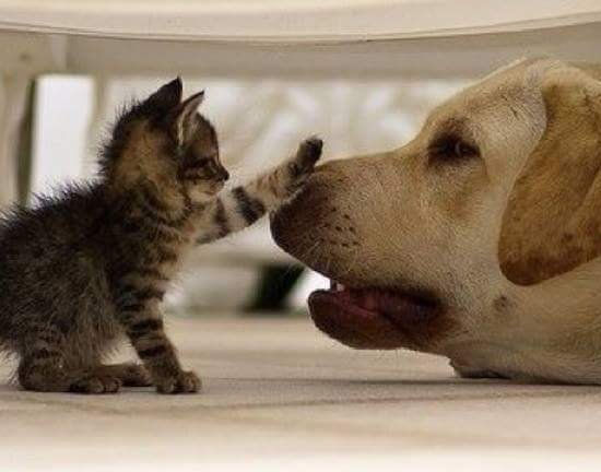 animales