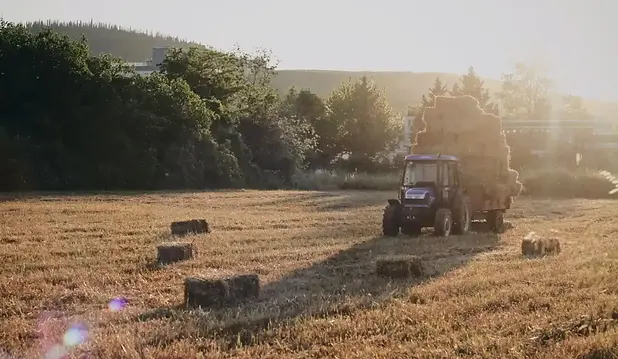 wrangler in fields.webp