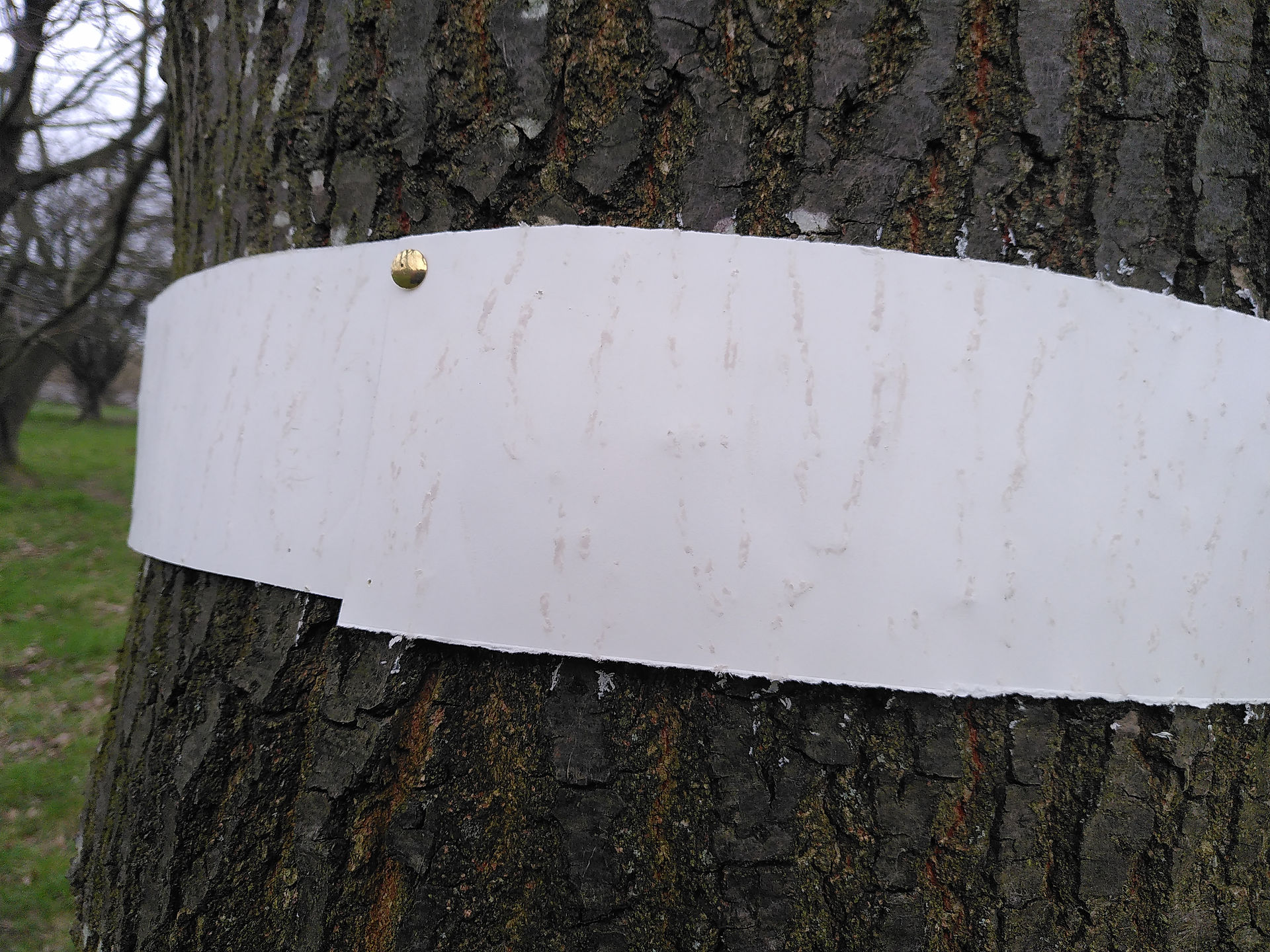 Recording oak trees