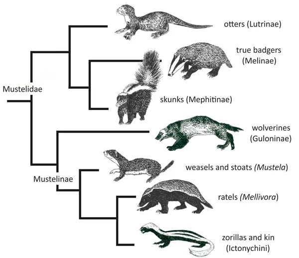 Taxonomic tree of mustelidae.
