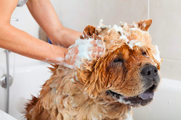 big dog getting a bath