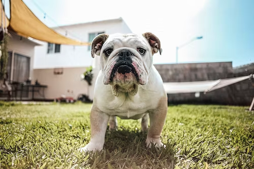 Bulldog on the grass.