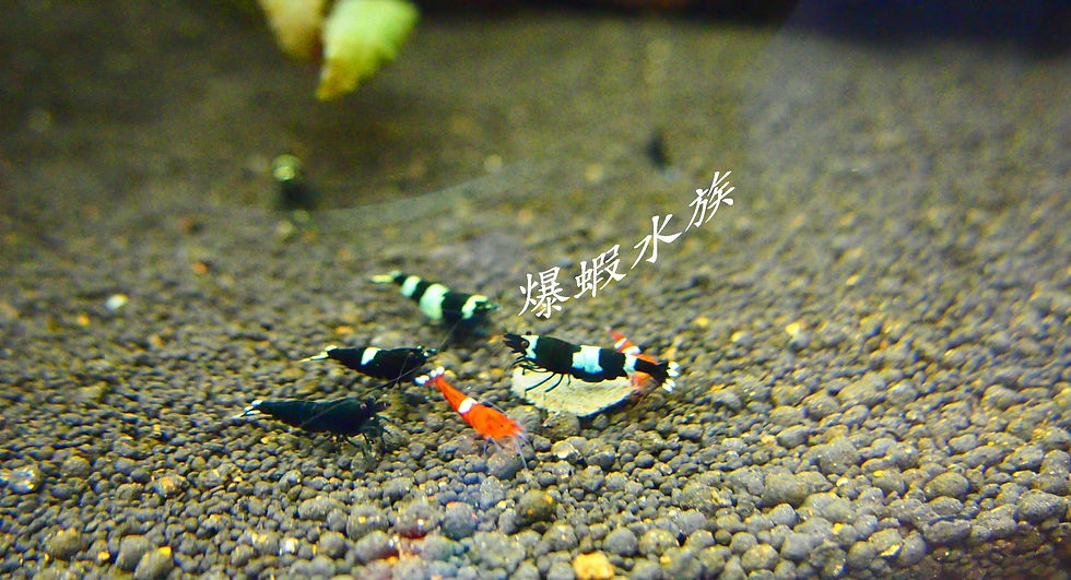 Thumbnail: 開缸服務套餐