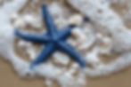 blue-starfish-shells-are-ocean.jpg