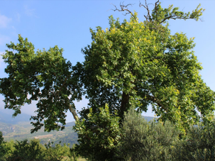 Manisa'nın Anıt Ağaçları
