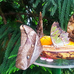 Kelebeklere Yakından Bakın: İstanbul Kelebek Çiftliği