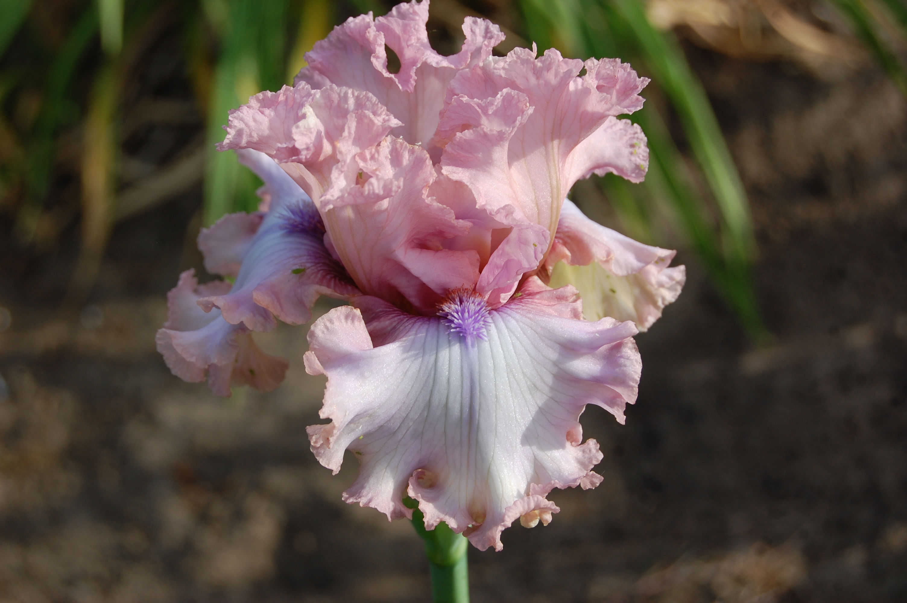 don't stop believing