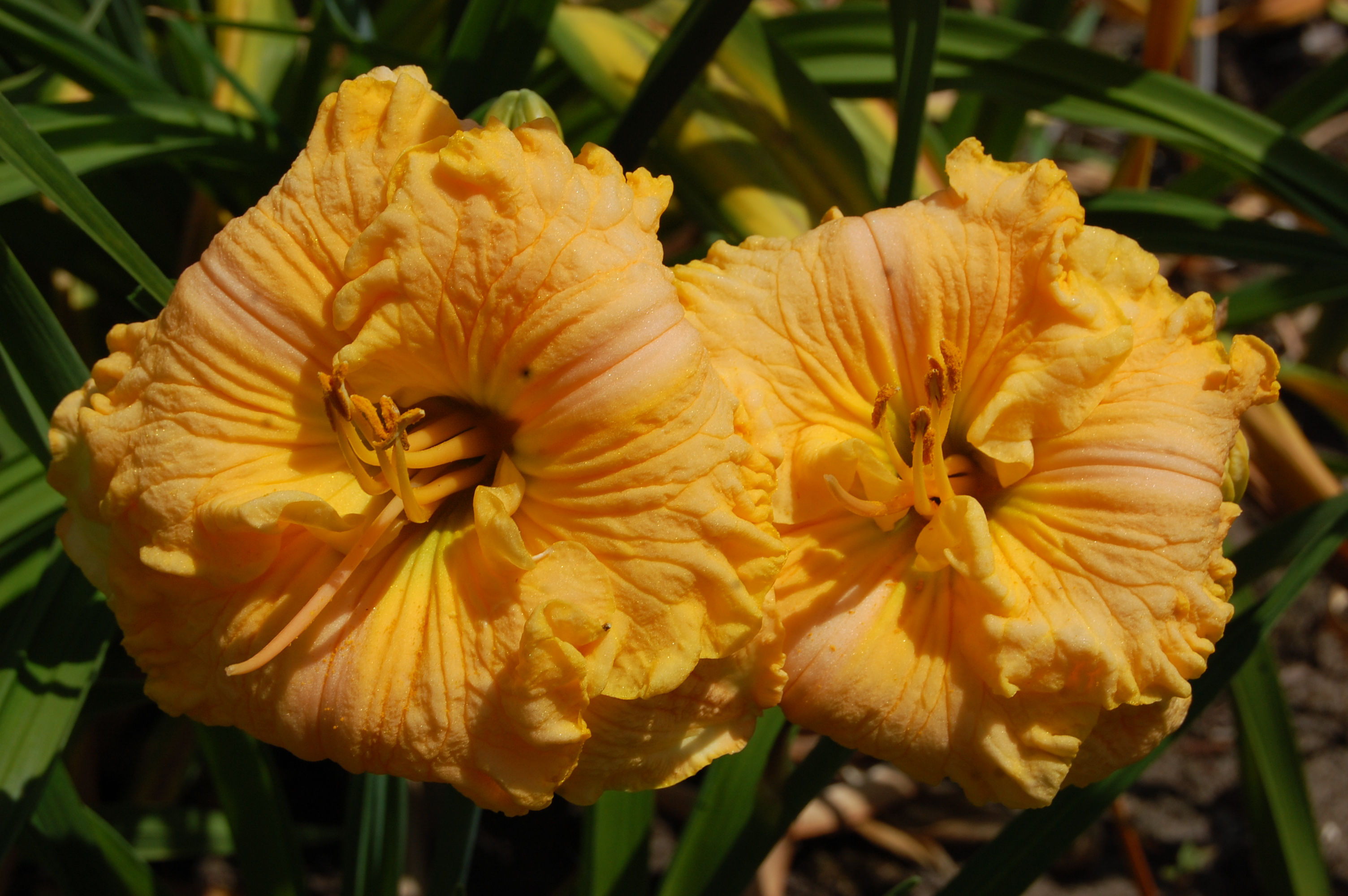 Gentlemen prefer blondes