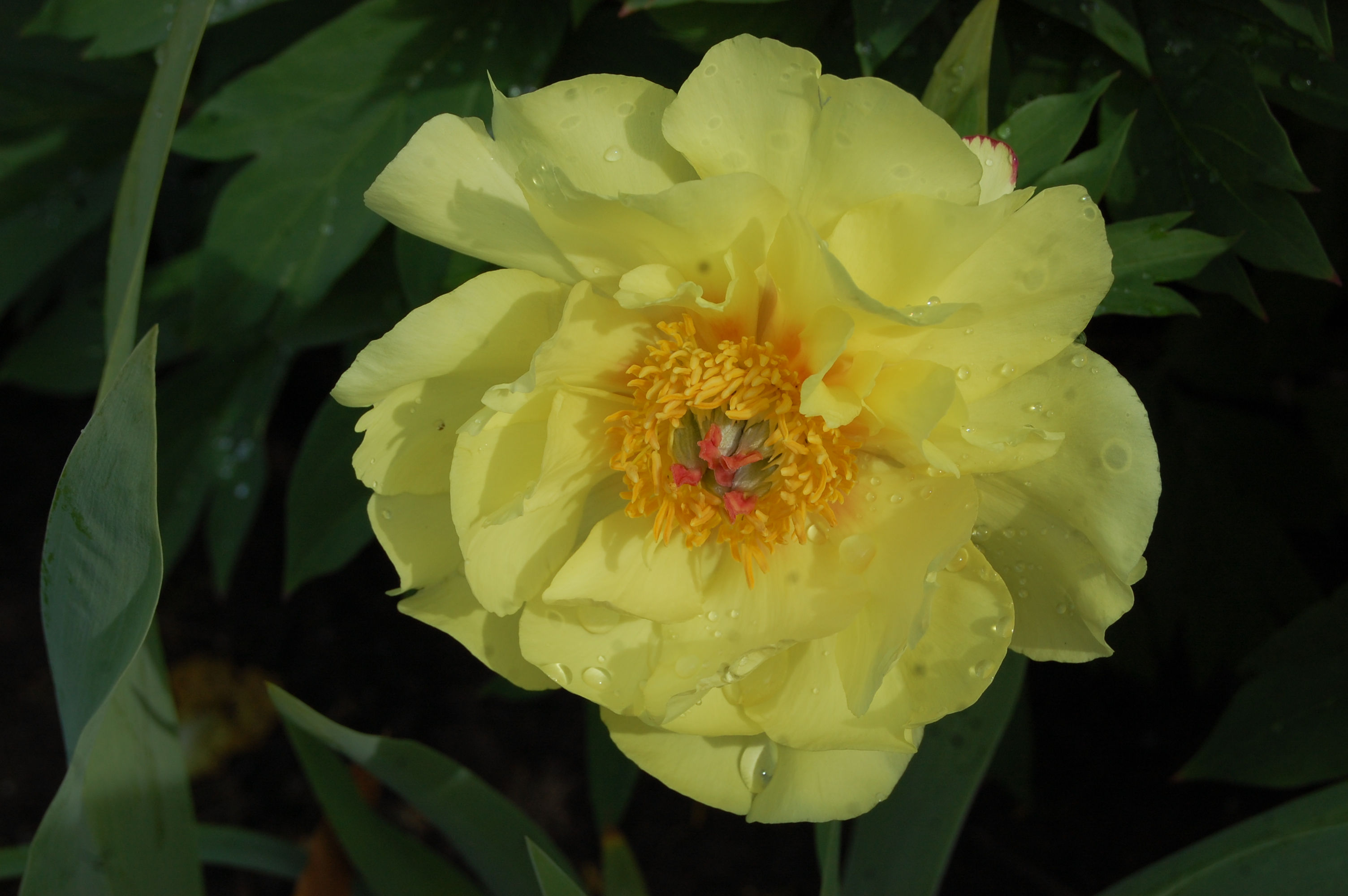 sequestered sunshine