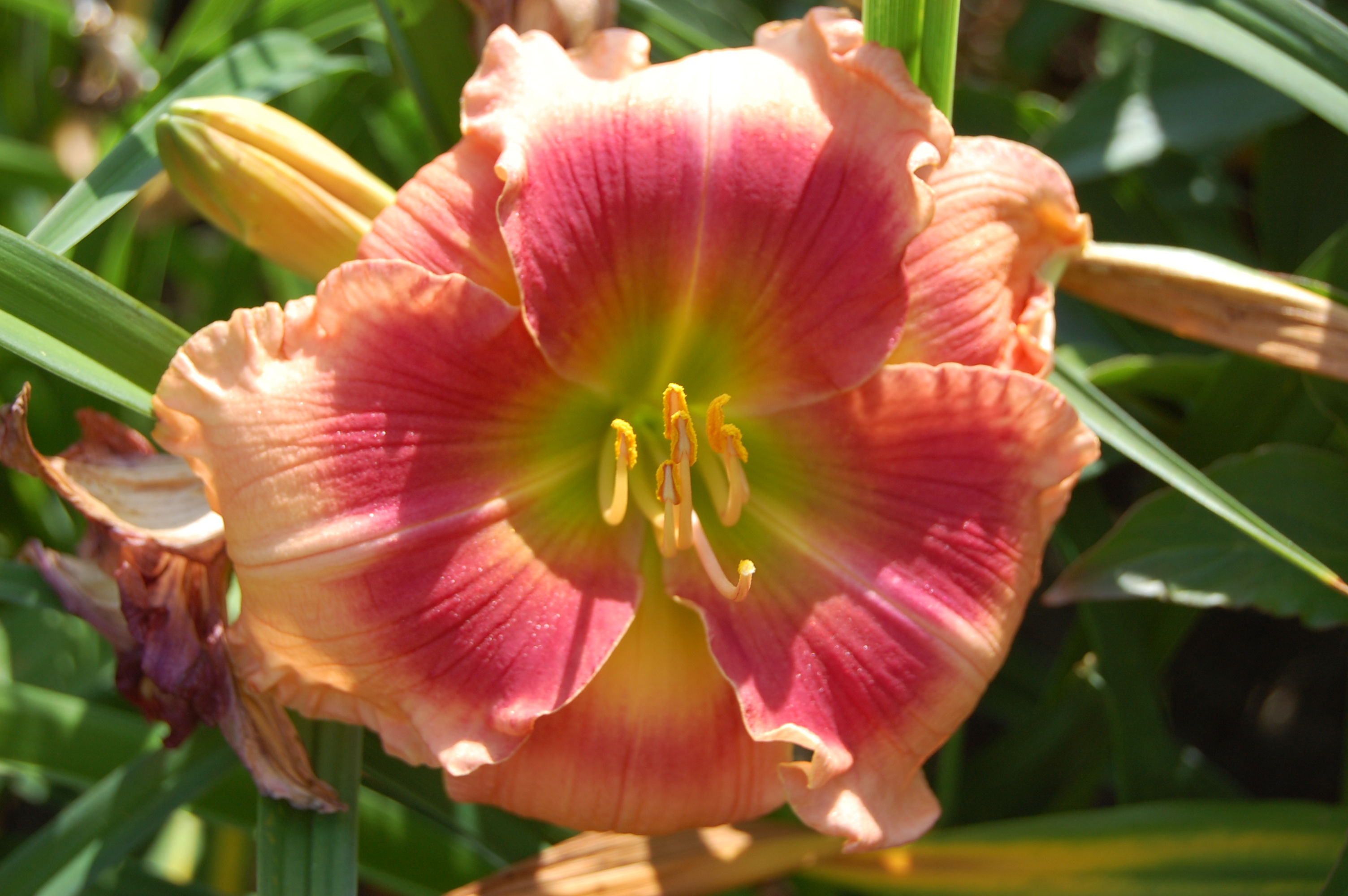 Forsyth ace of hearts