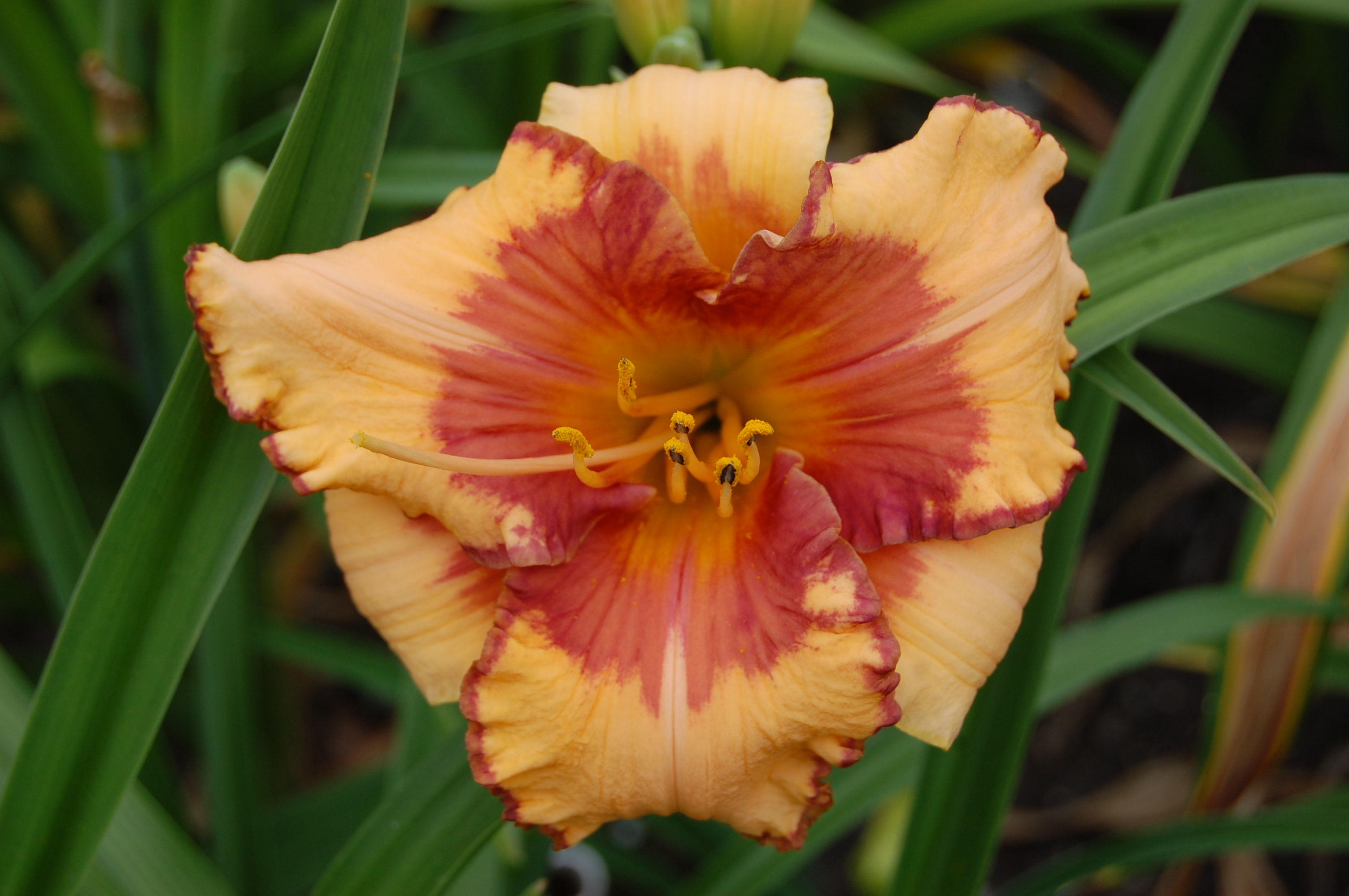 Electric marmelade splash