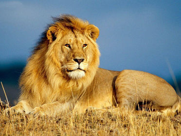 Courage – hiding in plain sight