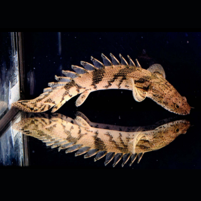 POLYPTERUS ENDLICHERI 8-10CM