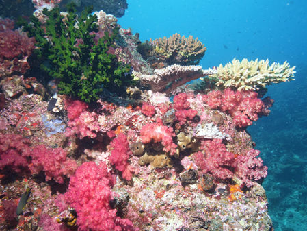 Unterwasserwelt Fidschi