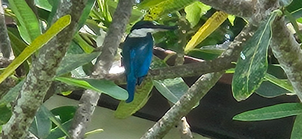 Eisvogel in unserem Garten