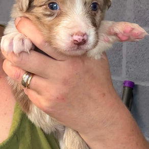Red Merle Girl (Yellow Collar)
