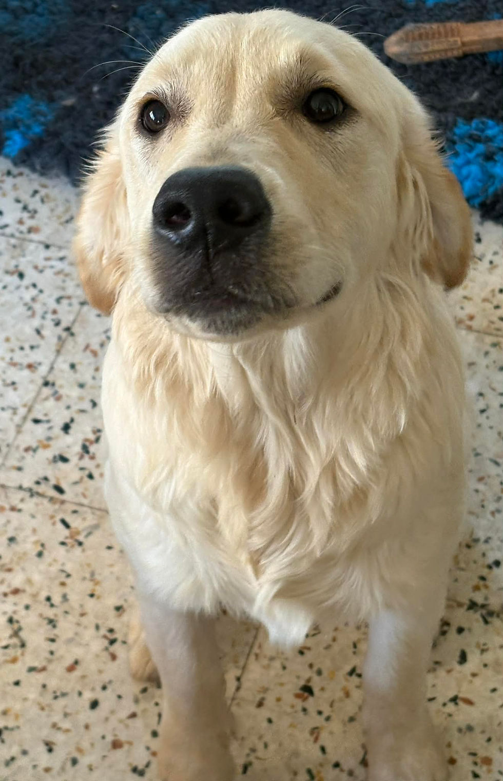 Lester