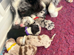 Bleu's Litter 