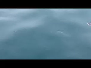 Atlantic White Sided Dolphins and all the Haddock you can catch!