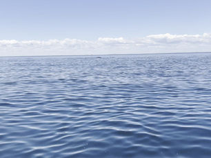 Haddock,Haddock, whales