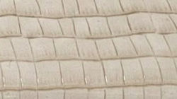 Ivory Croco