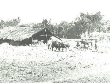 Wajib tanam tebu masa Sistem Tanam Paksa di Krebet, Malang. Foto: KITLV.
