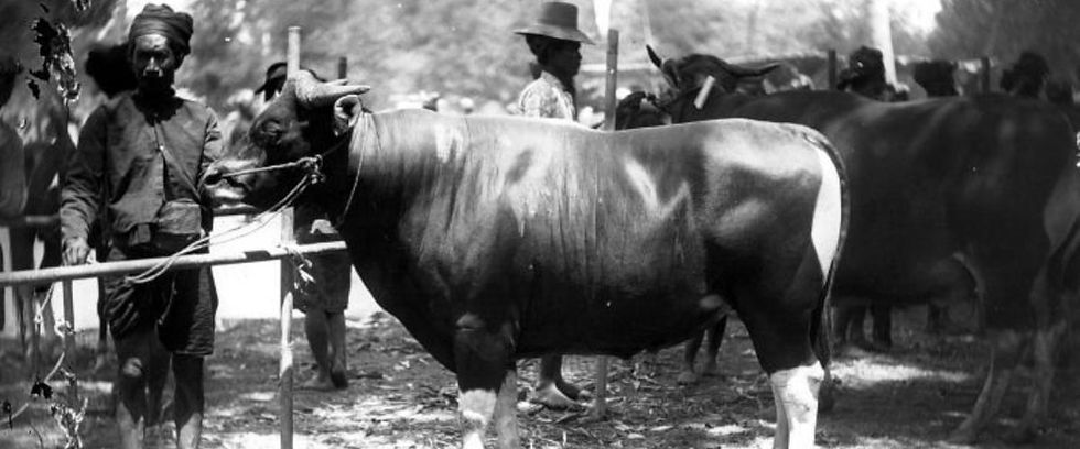 Sapi yang disucikan tercemar ketika masuk ranah politik menjadi politik dagang sapi.