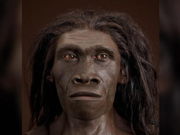 Homo erectus, perempuan. Berdasarkan rekonstruksi ER 3733 oleh John Gurche. (humanorigins.si.edu).