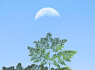 Branch and moon 2_edited_edited.jpg