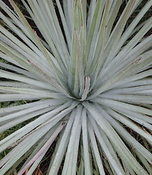 Chaparral Yucca Courtesy Ron Vanderhoff.jpg