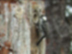 Red-cockaded Woodpecker