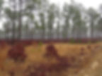 Carolina Sandhills NWR