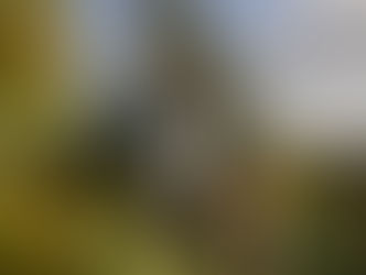 Angel’s Share 你的酒被抽走