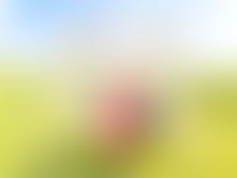 【大阪・北摂】七五三のフォトスタジオ選びで失敗しないために｜貸切×ヘアセット込みで安心