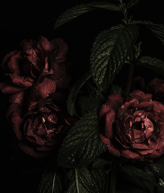 Red Roses Close-Up
