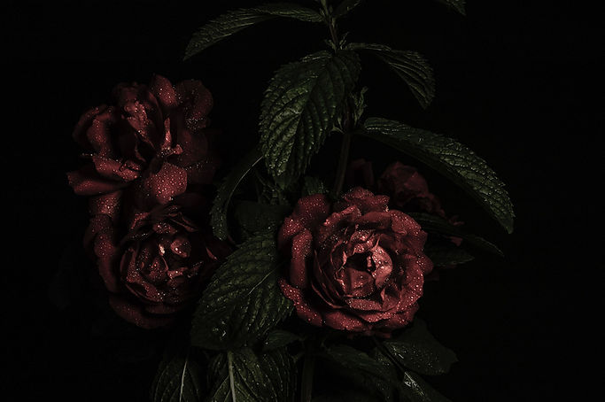Red Roses Close-Up