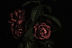 Red Roses Close-Up