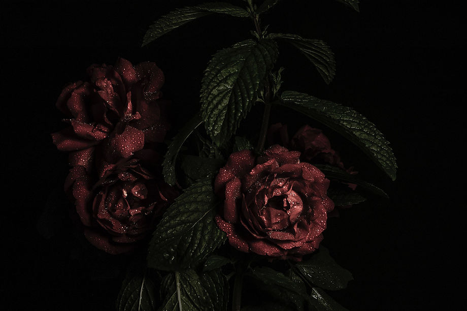 Red Roses Close-Up