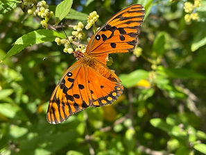 Butterfly Feeding on Nectar, Portland, OR