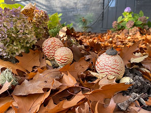 Amanita Fungi Mushrooms with Leaves and Debris, Portland, OR