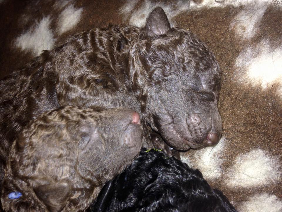 4 Days old