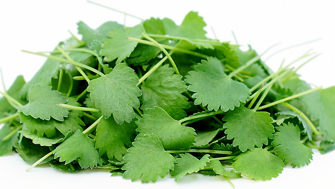 
Anice/ Anise (PIMPINELLA ANISUM)