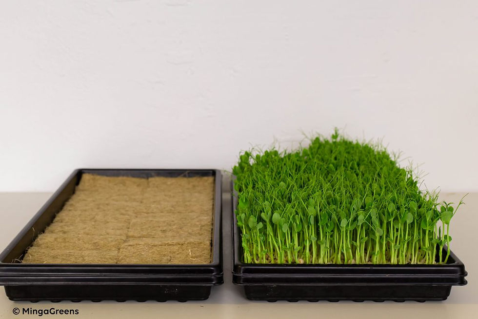 Miniature : Grand Plateau à semis pour micropousses sans trous