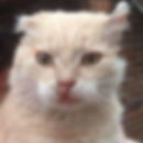 thumbnail_IMG_0894