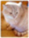 thumbnail_IMG_0889