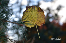 land_art_naturel_feuille3_2_vh.jpg
