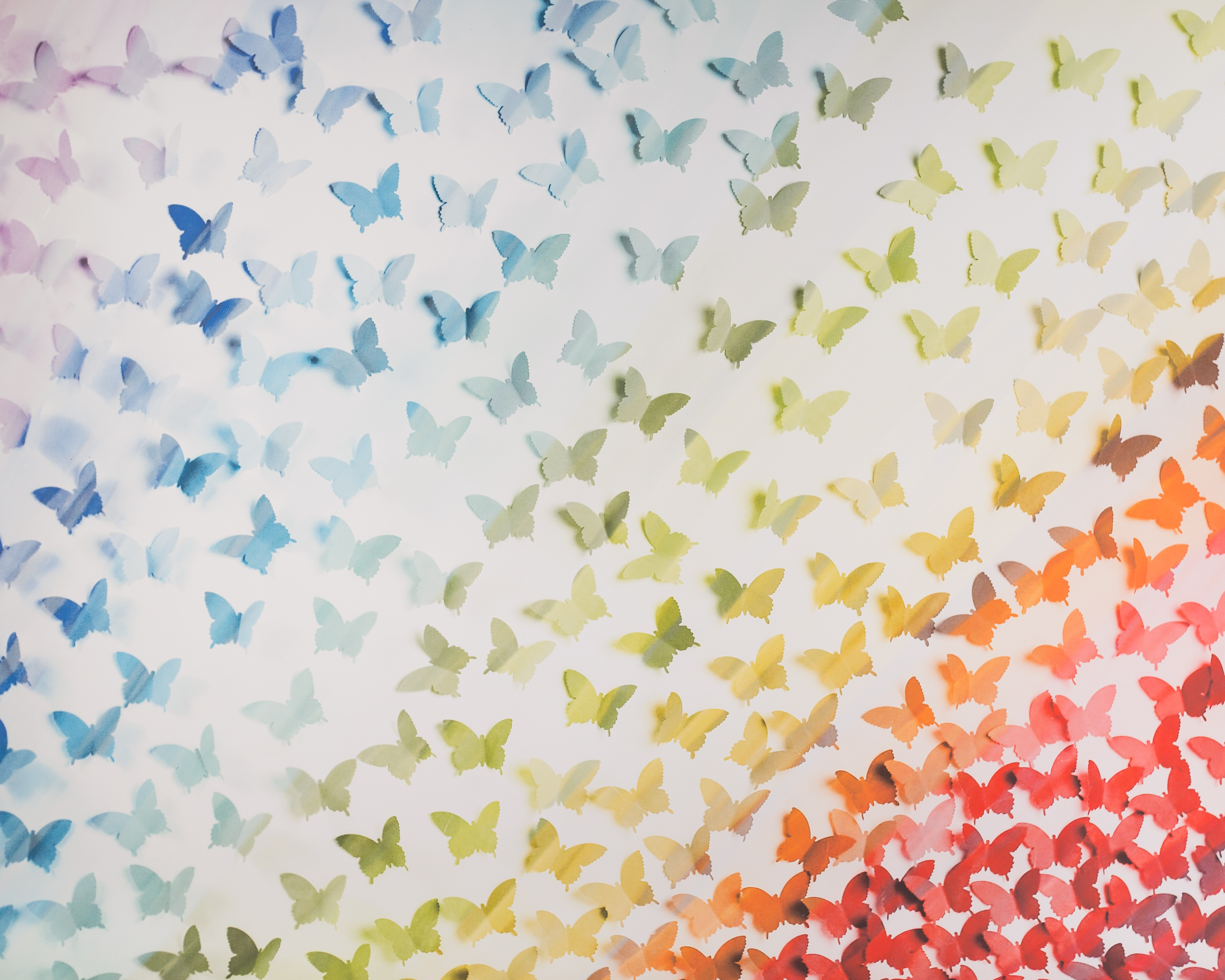 F-14 Butterfly Rainbow