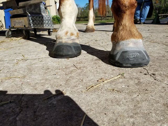 glushu whiteline mare 18
