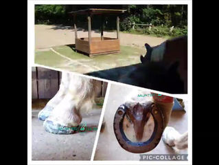Farrier Review: Glushu for laminitis.