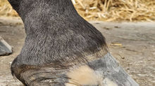 Farrier Review: Glushu Whiteline Support.